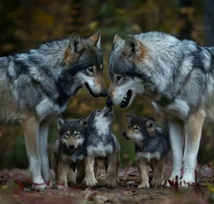 wolf_loverstown's tweet image. Absolutely Beautiful❤️