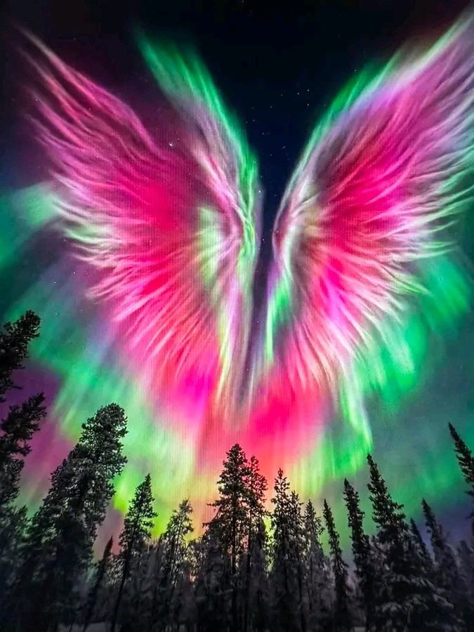 AmazingNature00's tweet photo. Angel Wings Auroras over Lapland, Finland 🇫🇮

A rare, high-intensity aurora event captured above the Arctic forest, where perfectly symmetrical northern lights formed what appears to be glowing angel wings in the sky.

This phenomenon occurs only during powerful solar storms, when charged particles interact with Earth’s magnetic field, producing vivid green, pink, and red auroras.

No effects. No edits.
Just extreme space weather meeting pristine Arctic wilderness.