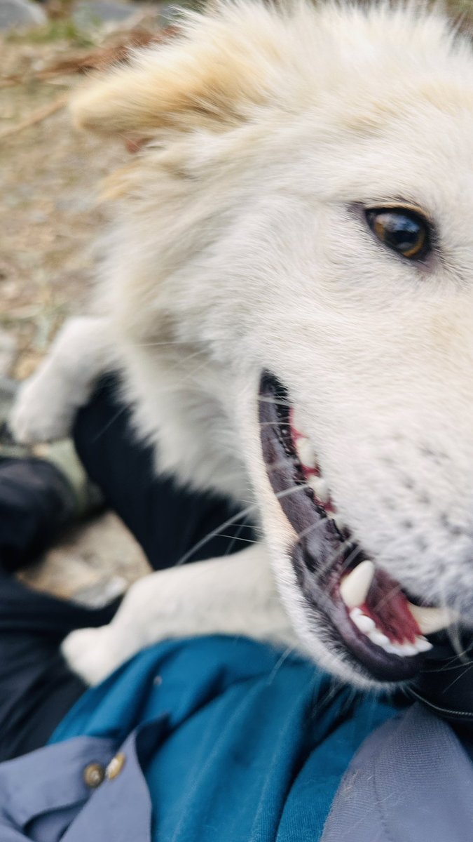 海外旅行行けば動物写真集ができる
悪いとは言わないけど日本は駆逐してしまった

発売しよかな

まー色々ある

森の中に白馬いたしね

でも狂犬病ガーには厳しいな
まぁつばから感染するとか言うしねまぁね

みんなも撮りに旅に出よう

というかさ
旅の全ては動物たちかもしれない（人間含む？）