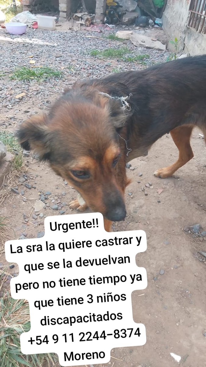 patripeyrou's tweet image. Alerta Moreno!!!
Los perros la atacan!!