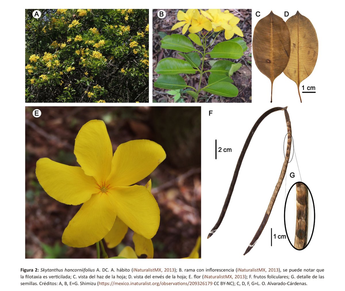 ActaBotMex's tweet photo. En Acta Botanica Mexicana 133

Revisión del género Skytanthus (Apocynaceae, grado Rauvolfioides, Plumerieae)

https://t.co/wJyMpQETiX

#Brasil, #Chile, #Habsburgia, #PlantScience #sistemática, #Thevetia https://t.co/YEX0VgTcaR