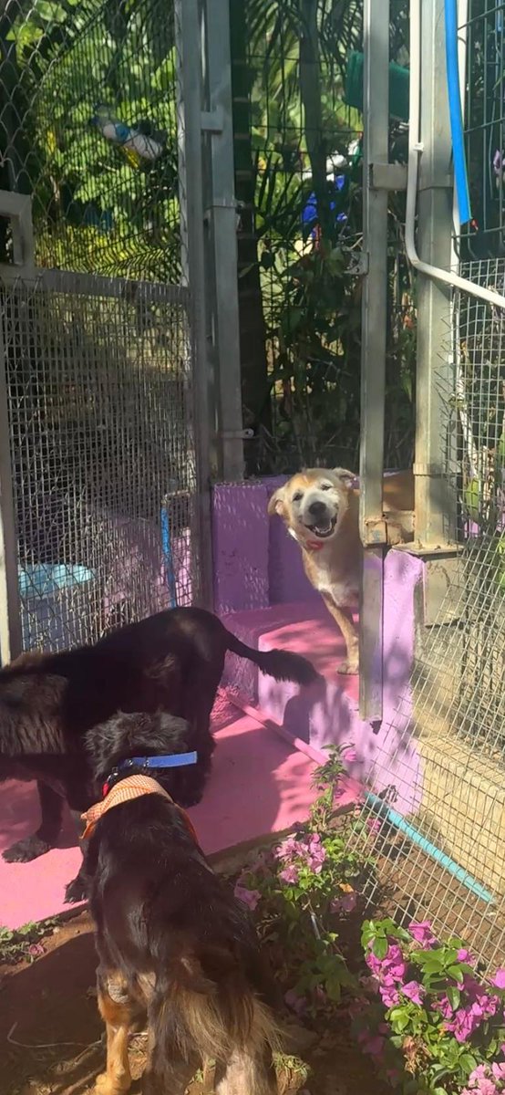 wearehappydoggo's tweet photo. That face you make when you accidentally open the front-facing camera 🤣

We're not joking when we say the retirement home has literally brought smiles onto the dogs faces - look at Mr Anthony! https://t.co/sosMMMJHez