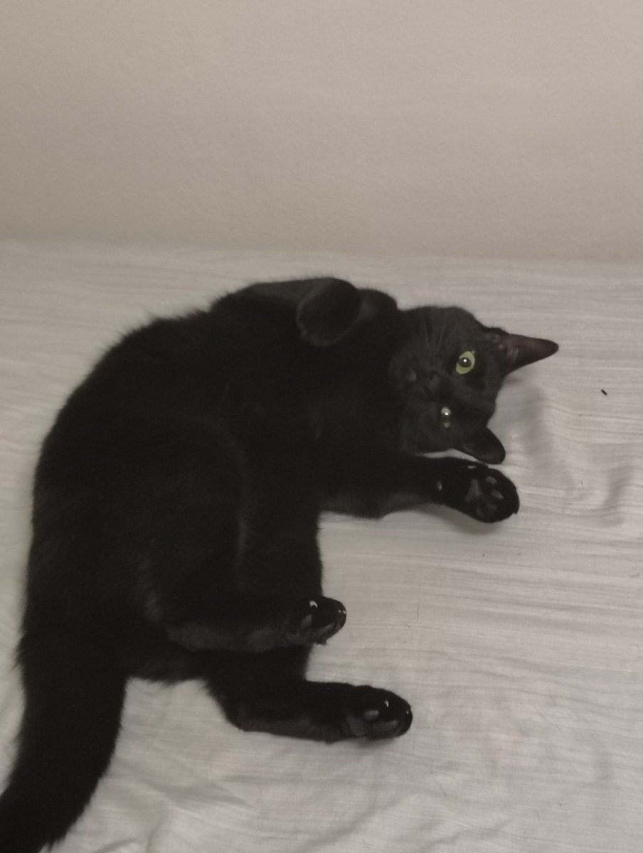 || 𝚂𝚒𝚕𝚕𝚢 𝙾𝚛𝚎𝚘 || ⚔️🤍 tweet media