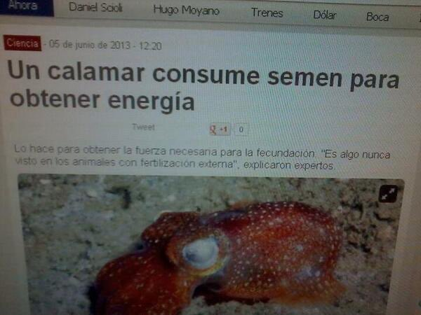 EL CALAMAR EL CALAMAR ES UN PESCADO HOMOSEXUAL