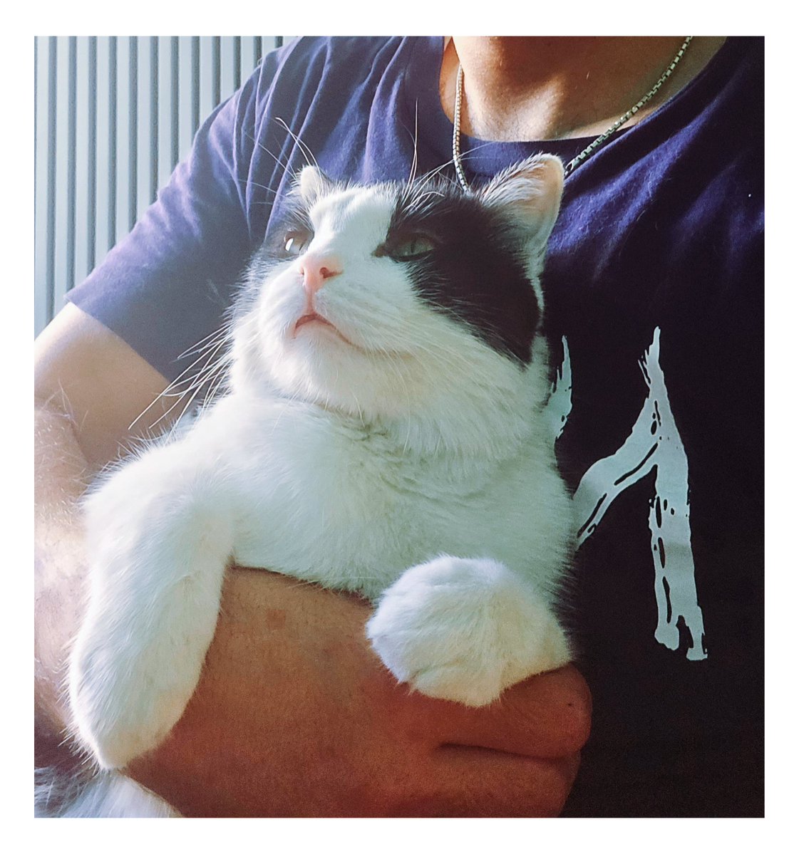 در ظاهر ما پناه گربه‌ها هستیم،
ولی در عمل گربه‌ها پناه ما هستند.
امروز وقتی نشسته بودم و داشتم به گرفتاری‌ها و اضطراب‌های این روزا فک می‌کردم، اومد بغلم و انگار بهم گفت درست میشه، غصه نخور ❤️
#سعید_کوچولو