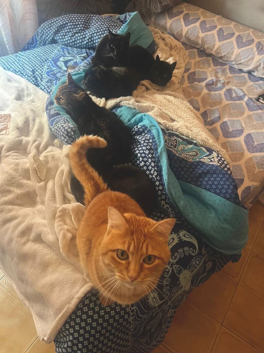 Copio :
⚠️⚠️⚠️URGENTE ⚠️⚠️⚠️
7 Gatos, acabarán esta semana en la calle, si no consigo ayuda😭. Siete vidas inocentes, de una situación de supuesta violencia de género . Digo supuesta, porque si no hay sentencia firme, hay que añadir "supuesta ". Necesitan acogida, porque la