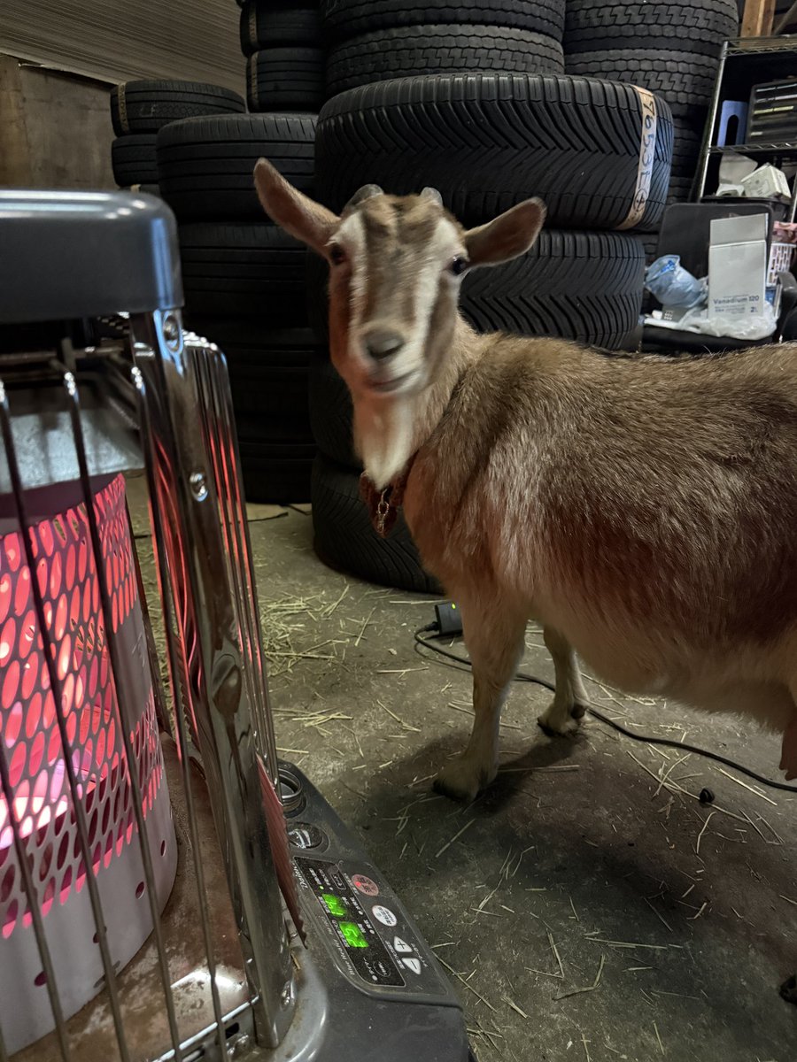 姉さん、今日もお仕事ですね。 ヤギ。