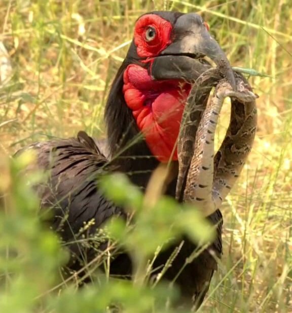 NjuguTours's tweet photo. Did you know that Africa's largest hornbill is the southern ground hornbill?. It often feeds on insects, small reptiles and mammals. It plays a vital role in balancing the exo system, true guardian of the grassland.

#nature #hornbill #savannah #england #safari #tour #germany https://t.co/5RDArOnvc6