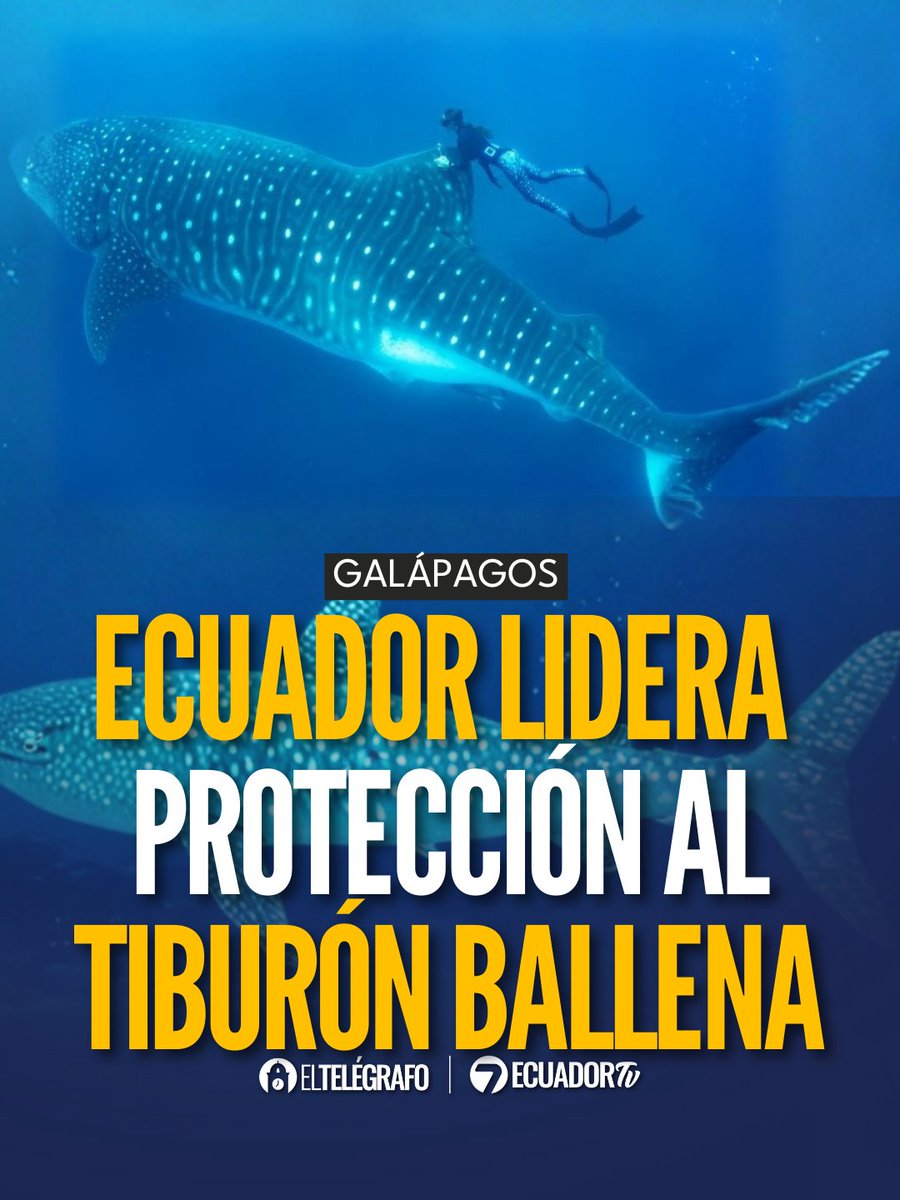 #Galápagos I Cada año, 700 hembras adultas migran por las islas. Ecuador encabeza un proyecto para proteger a esta especie en amenaza de extinción. #LéaloEnET: is.gd/AU4i0x