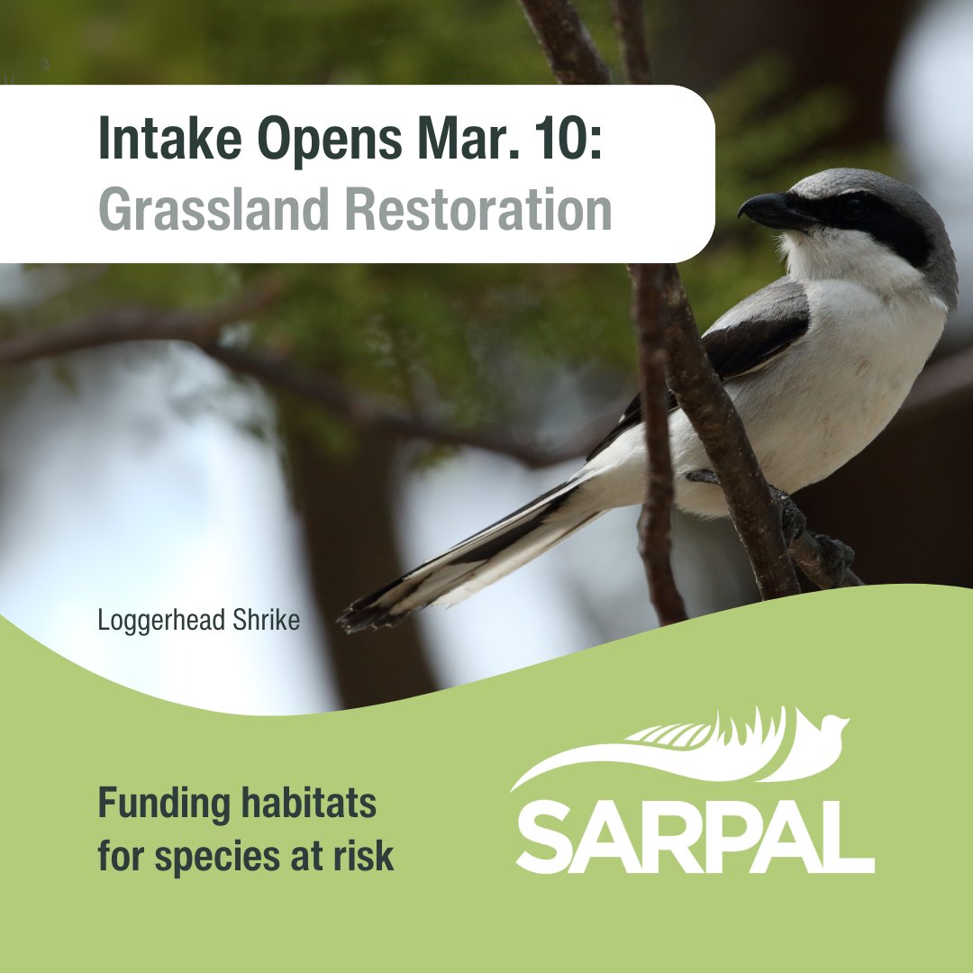 SARPAL funding opens Mar. 10—but only for a limited time.

Get 50% cost-share funding to help species at risk (like the Loggerhead Shrike songbird) through tree &amp; shrub planting, perennial grass strips &amp; more. 

Read the Program Guide: programguides.ontariosoilcrop.org/program/?cat=s…

#SARPAL