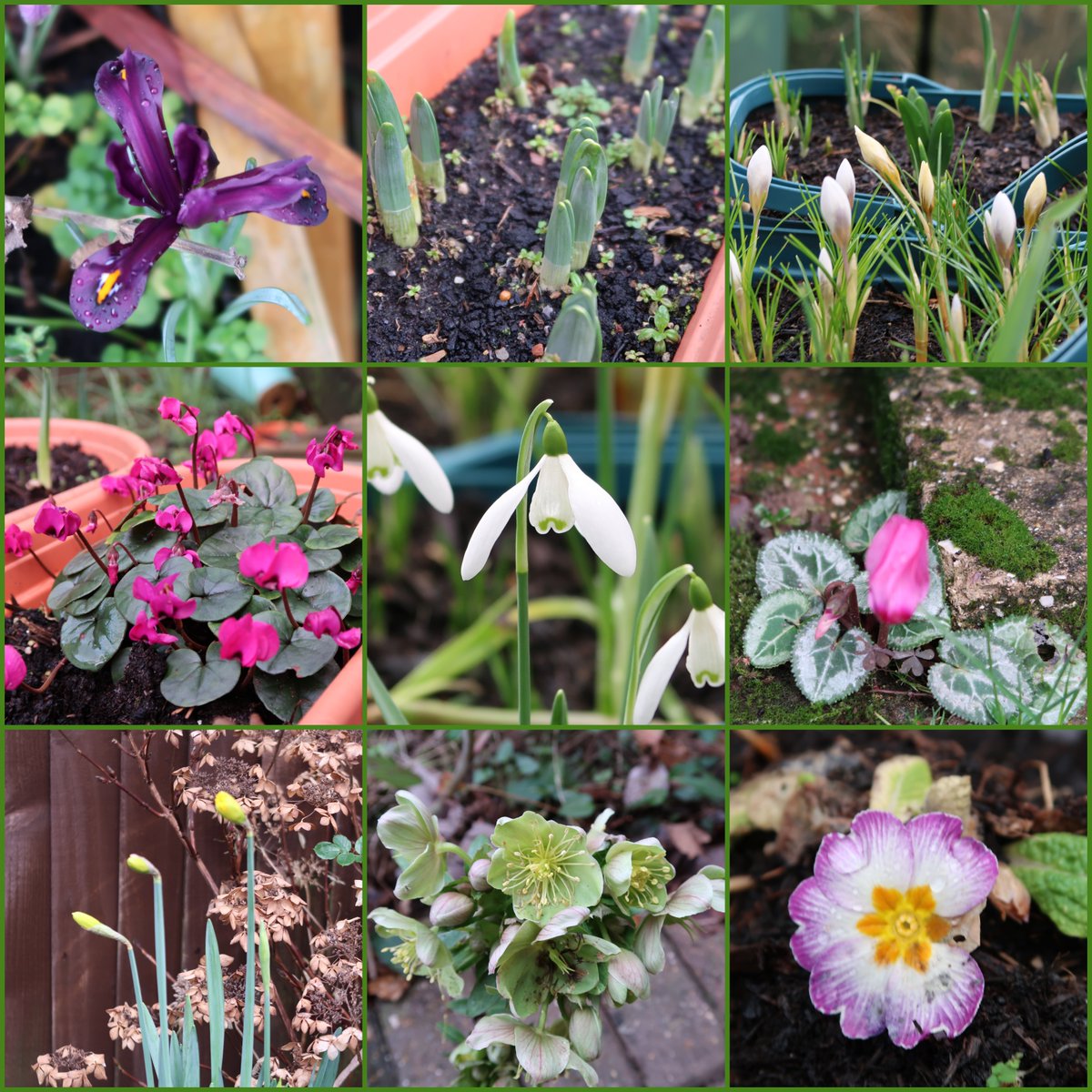 Funky albert snail tweet media