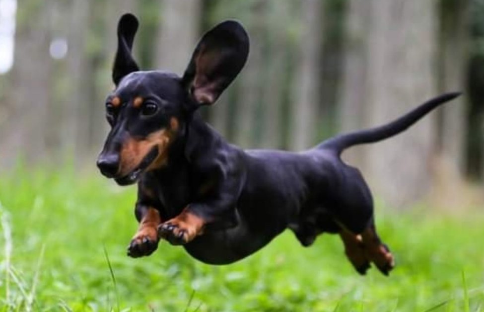 Cachorro salsicha preto e marrom correndo num gramado verdinho e alto de lado pra foto com as orelhas pra cima e as quatro patas no ar