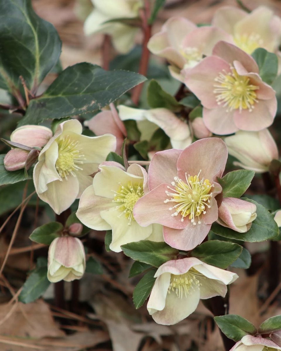 Norfolk Botanical Garden tweet media