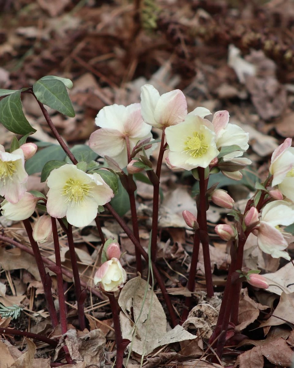Norfolk Botanical Garden tweet media