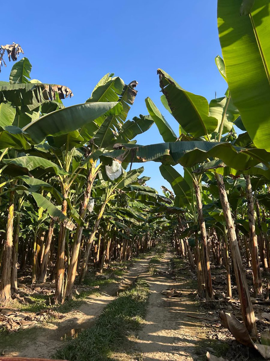 CarlosGaleanaB's tweet image. pues  al chile yo no soy de puerto rico pero soy del norte de oaxaca y me mama que parte del escenario sí me representa como latino.