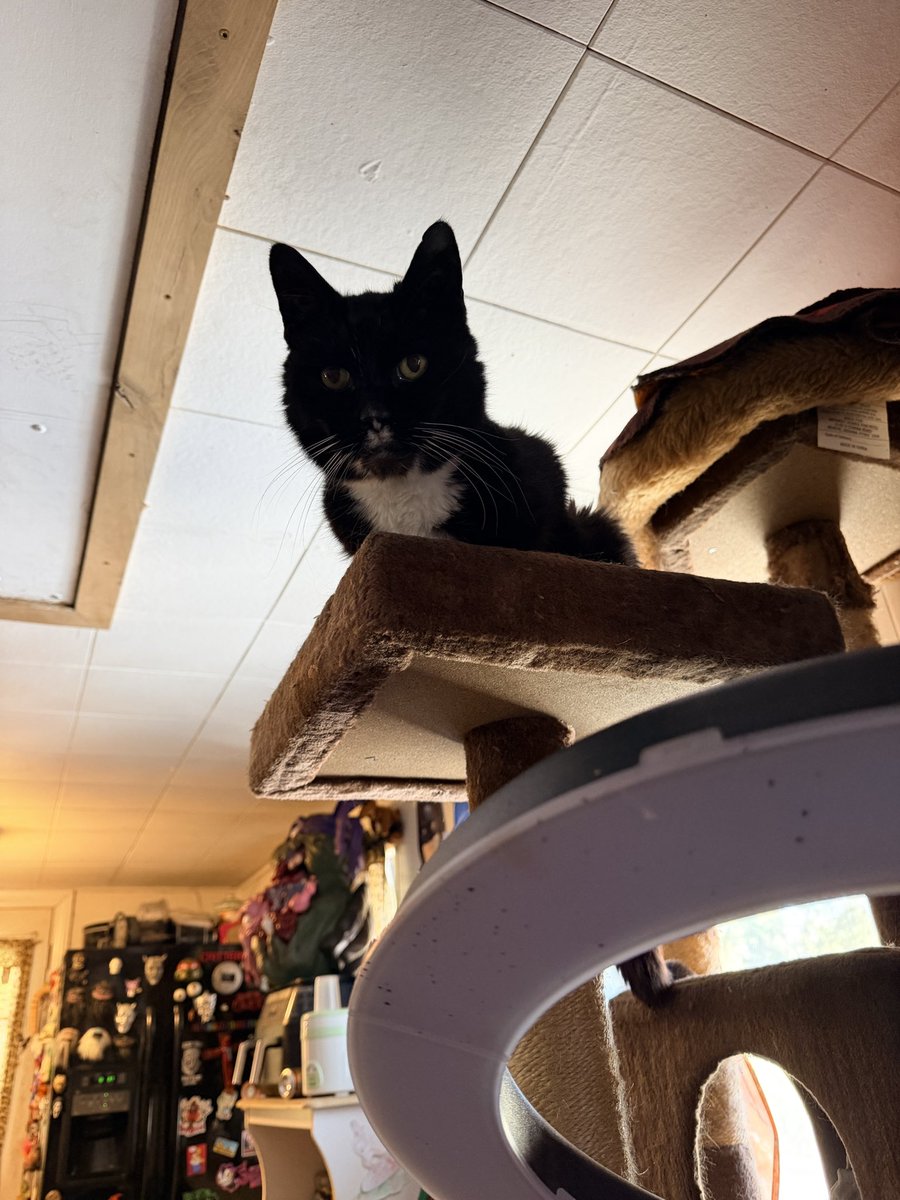 猫アレルギー体質なんだけれど今のところ大丈夫にゃー。可愛過ぎる。