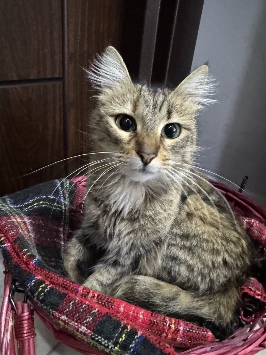 Aynı mevzu bu bebek yüzünden de beni mahkemeye vermekle tehdit ediyolar help me!! Bebişe yuva bulalım