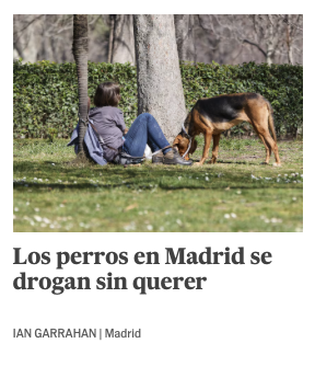 JoseArocaALC's tweet image. No hay animales mejor drogados que los de Madrid.