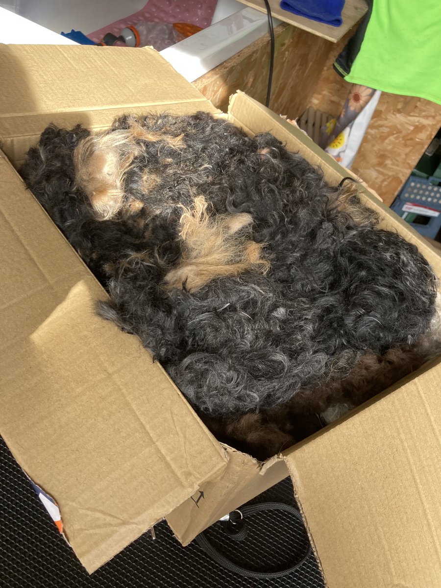 MatterOfTrust's tweet image. Thanks to Christine Sinclair from Dundee,  United Kingdom for the box of mixed dog clippings
to donate hair/fur/cork/lint follow link matteroftrust.org/donate-hair-fu…
#HairMats #hair #recycle #petfur