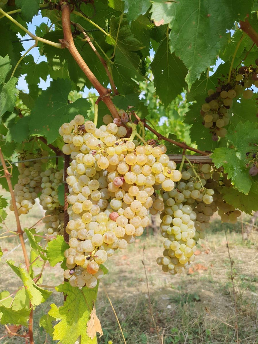 Wine Paris 2026, degustazione #Alois Varietal Tasting: una selezione di varietà rappresentative dell’Alta Campania per raccontare, in modo trasversale, la ricchezza espressiva del territorio tra vitigni autoctoni, microclimi collinari e differenti altitudini. #vinexposium