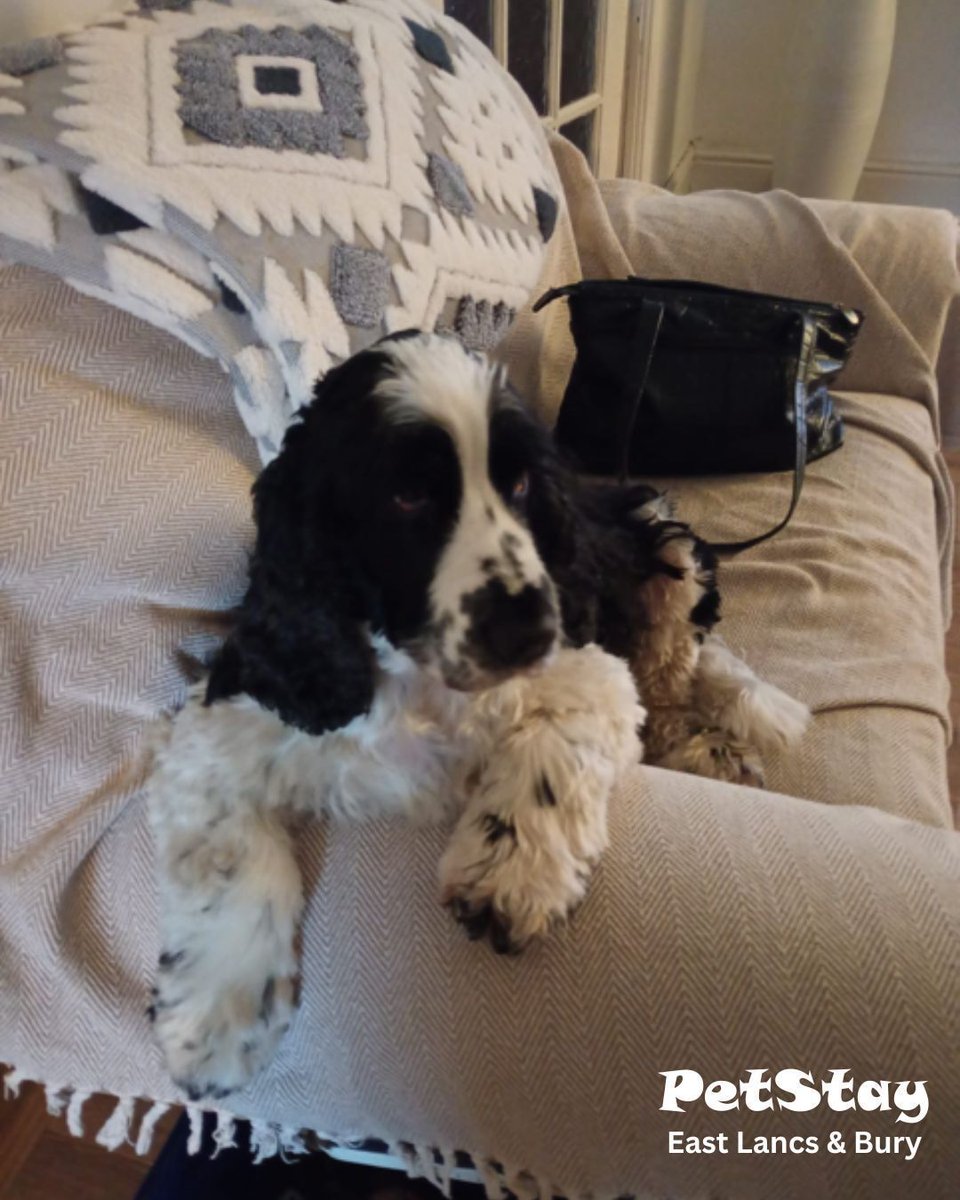 PetstayHQ's tweet image. 🥰 Just love this photo of Stanley relaxing on Irene's Sofa PetStay East Lancs &amp;amp; Bury 🐾🐾🛋️

You can check out the lovely review sent in by Stanleys hooman James at petstay.net/find-your-loca… 

#CustomerReview #HappyCustomersHappysUs #FirstTimeCustomers #FirstTimeCustomerReview