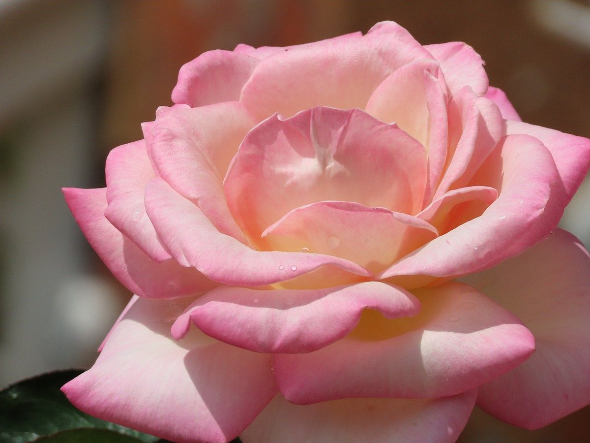 ktanimara's tweet photo. #GardenRoses #AustralianSummer #FlowerPhotography
Photo by borisaust at Pixabay, Australia, February 8, 2026
#GardeningTwitter #GardeningX https://t.co/pa5Kb7eyJV
