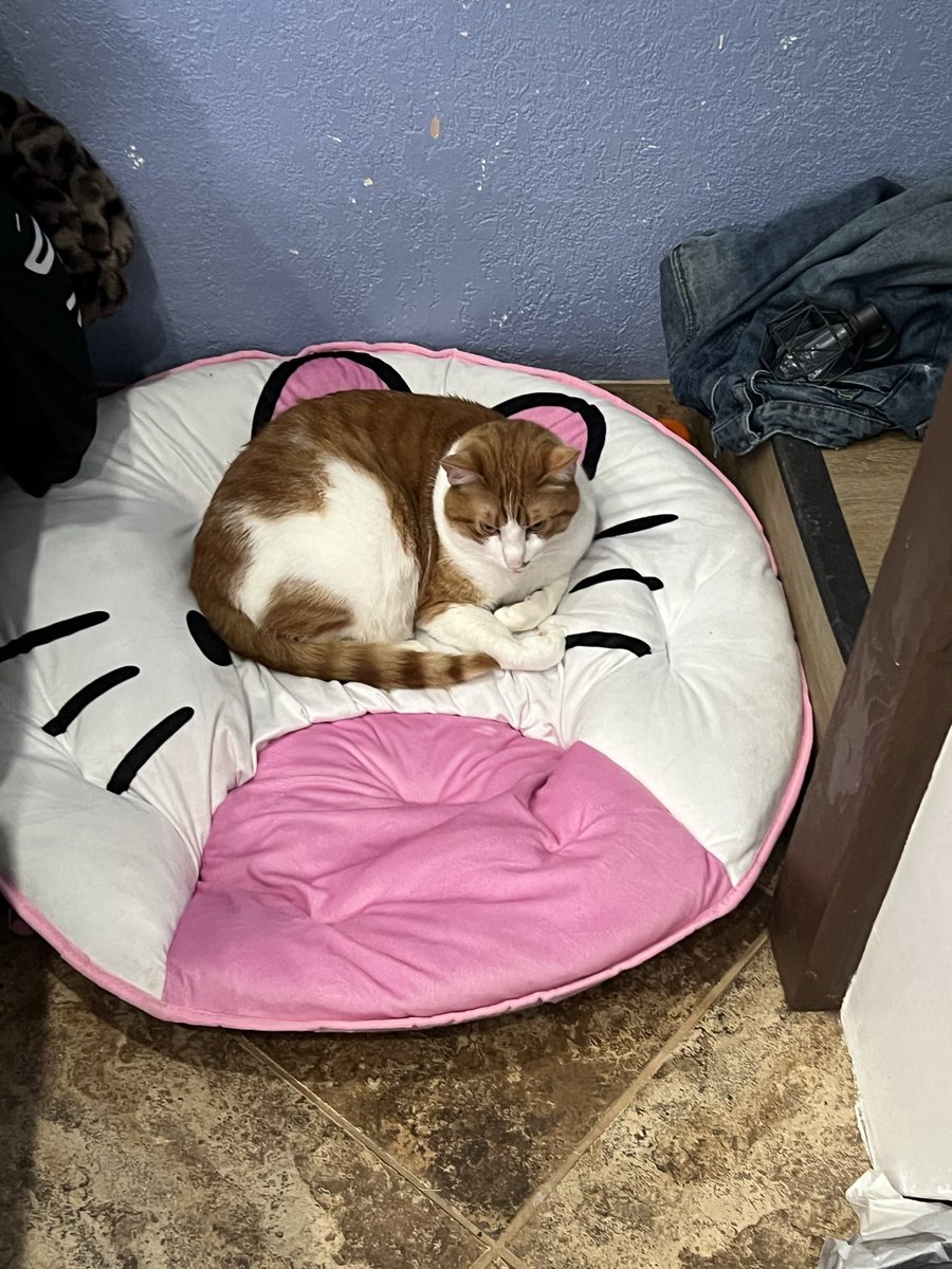 elfonaashelf's tweet image. Main event game today good luck to hyperspeed