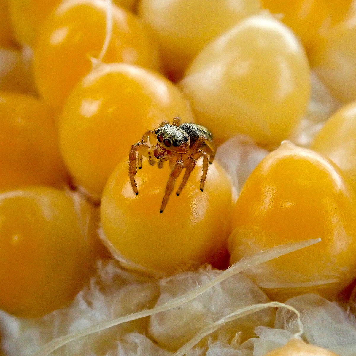 Nebraskaland tweet media