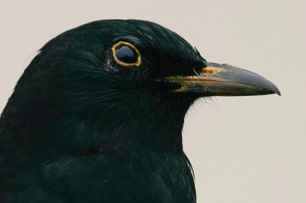 Lovely to hear some of the first blackbirds of the year singing loudly  today. Often overlooked as a beautiful singer, the blackbird is a true thrush after all.
Conservation@althorp.com 
#blackbirds #thrushes #springsong #Spencerestates
