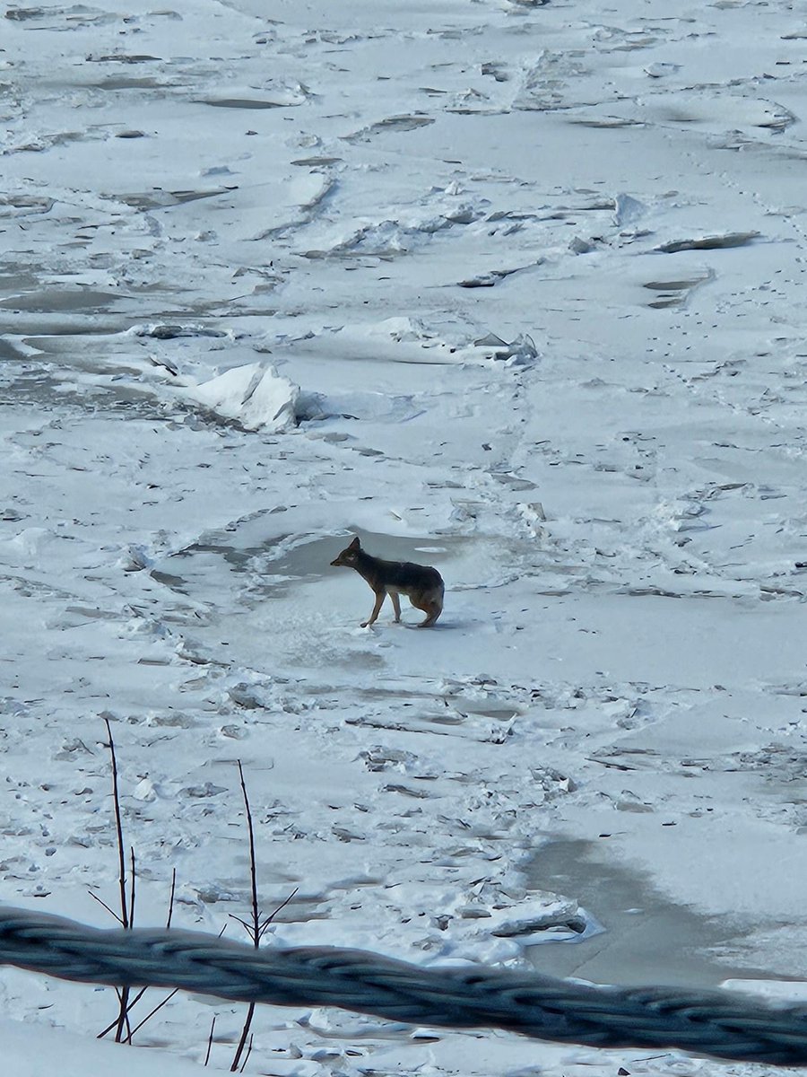 Coyote on ice! 

The Bellevue Police Department shared a photo on its Facebook page over the weekend of a coyote catching up on its sleep on the ice coating the Ohio River.

Find out more: tinyurl.com/4auwbphw