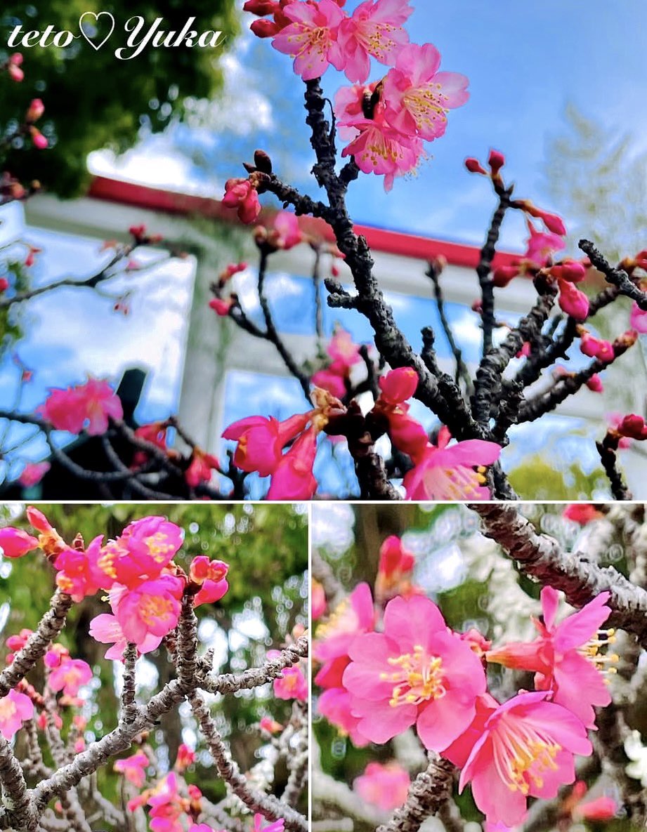 Nature Plants_hana_ Community on X - 557 Members