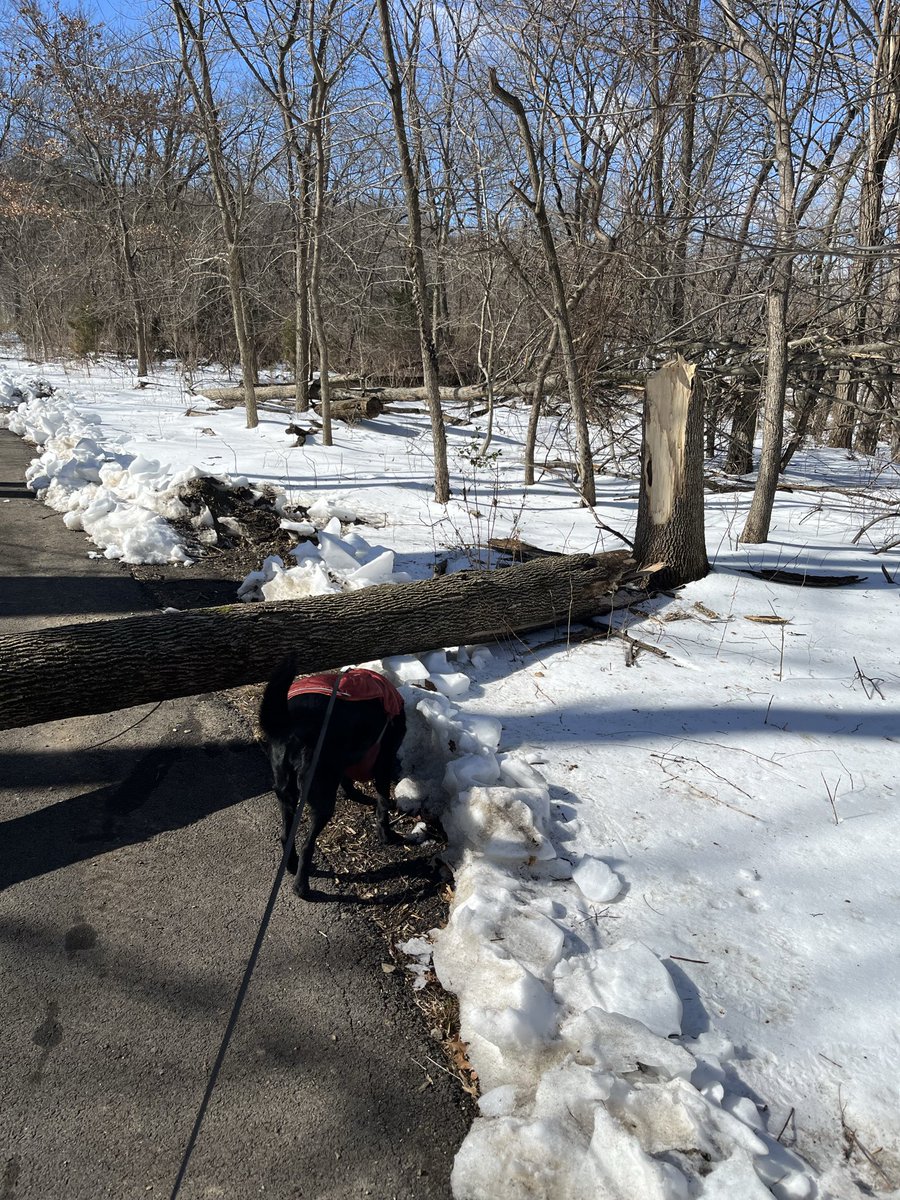 rhlederer's tweet photo. @ArlingtonVA you’ve got a downed tree across the Four Mile Run trail between Barcroft Park and Walter Reed Dr. https://t.co/so6MXmEaIk
