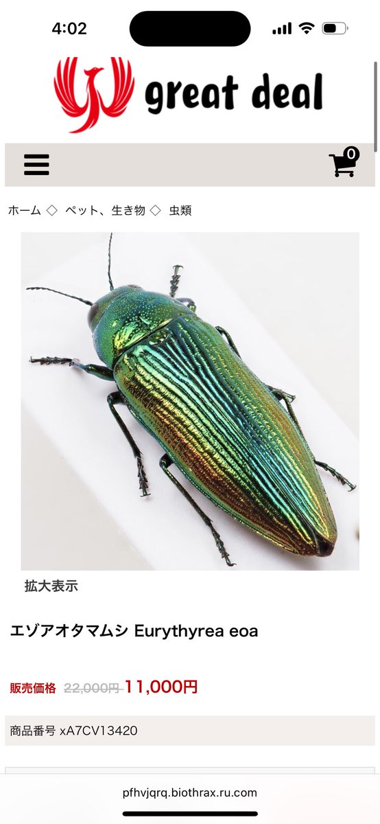 注意喚起です。
私が描いたエゾアオタマムシの作品が、複数の詐欺サイトへの誘導にサルネイルとして無断使用されているようです。
大幅な値引きをうたったサイトのエゾアオタマムシの標本は、購入しないようご注意ください。これらの行為には、私は一切関与しておりません。