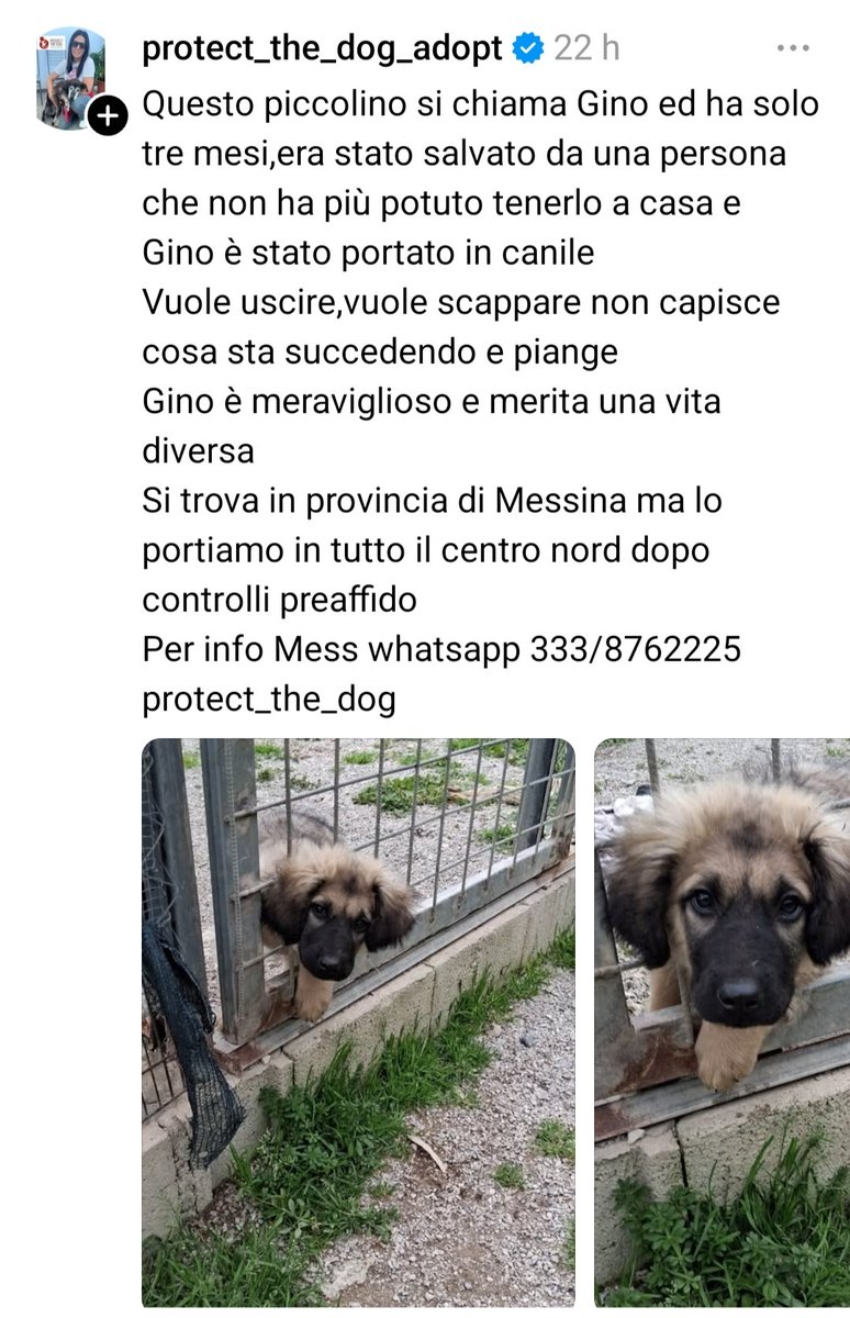 Achille Guerra tweet media