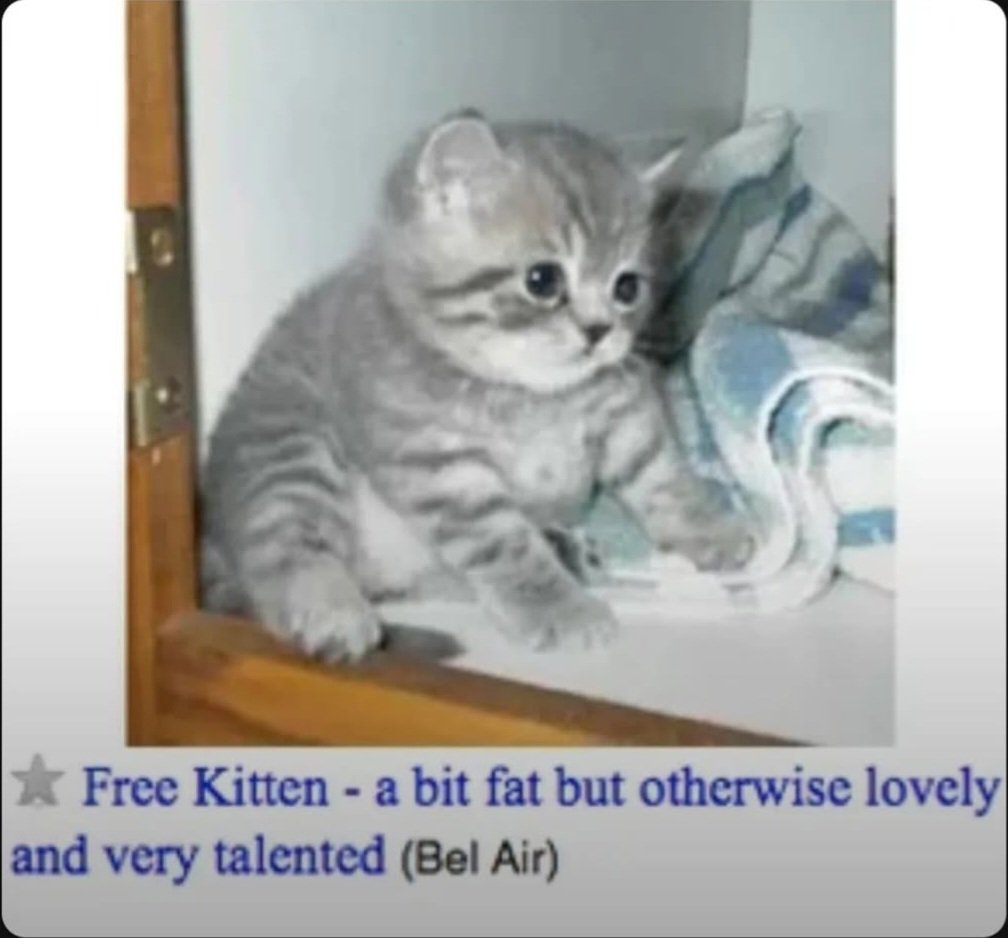 smol silly cat (@catsillyness) on Twitter photo 