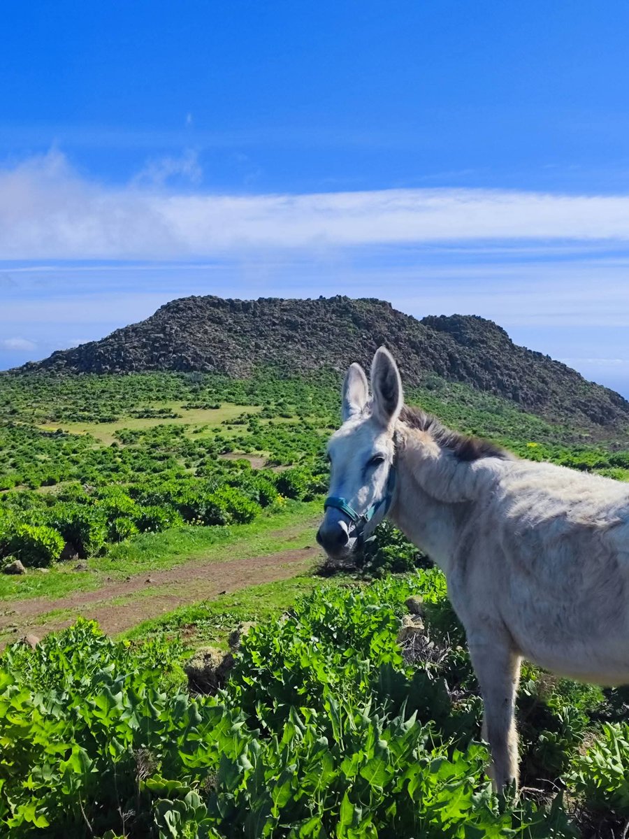 Suso Paez tweet media