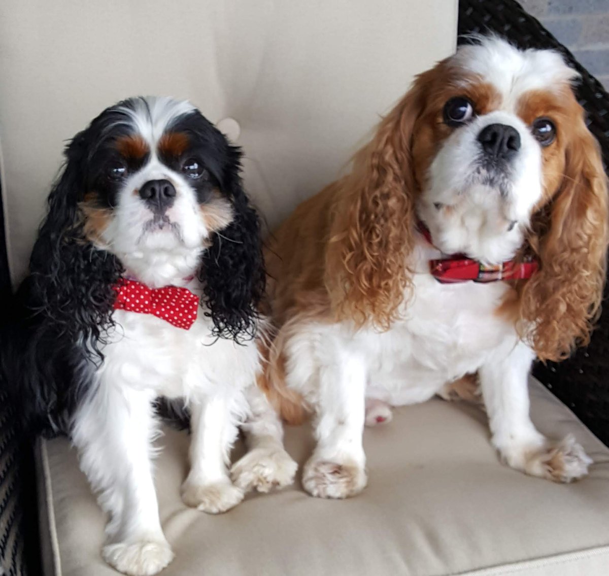 My heart breaks a little more every February. 💔💔💔  This week commemorates the dates that heaven took each of you home. 
💙Sunnee 🌈 2/10/2019
💖Summer 🌈 2/15/2025
My dynamic duo.  Oh, how you are are missed. 😭💔