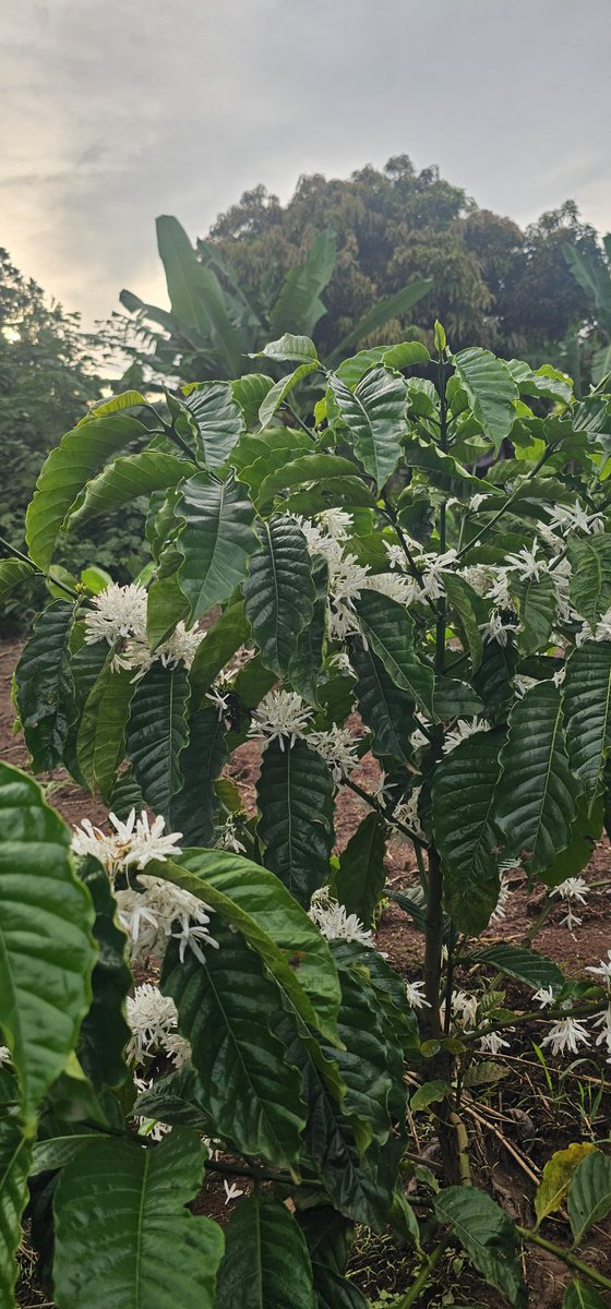 Kazibwe Bashir Mbaziira tweet media