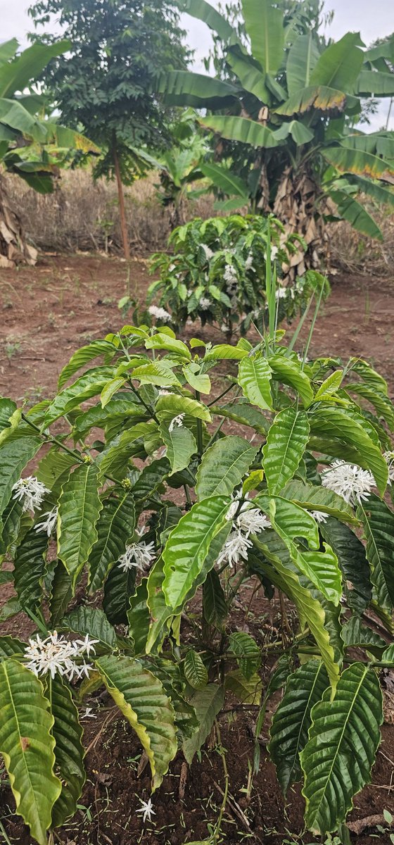 Kazibwe Bashir Mbaziira tweet media