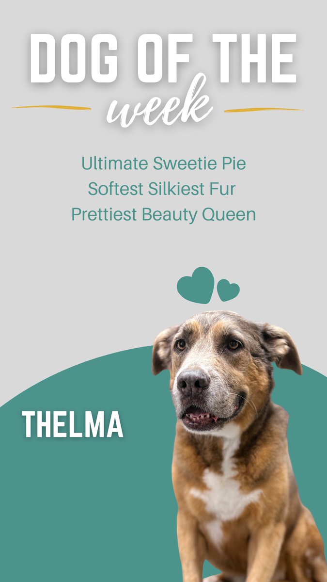 FacesofChaChas's tweet image. Congrats, Thelma! 🎉🏆 #dogoftheweek #dogdaycare #sacramento