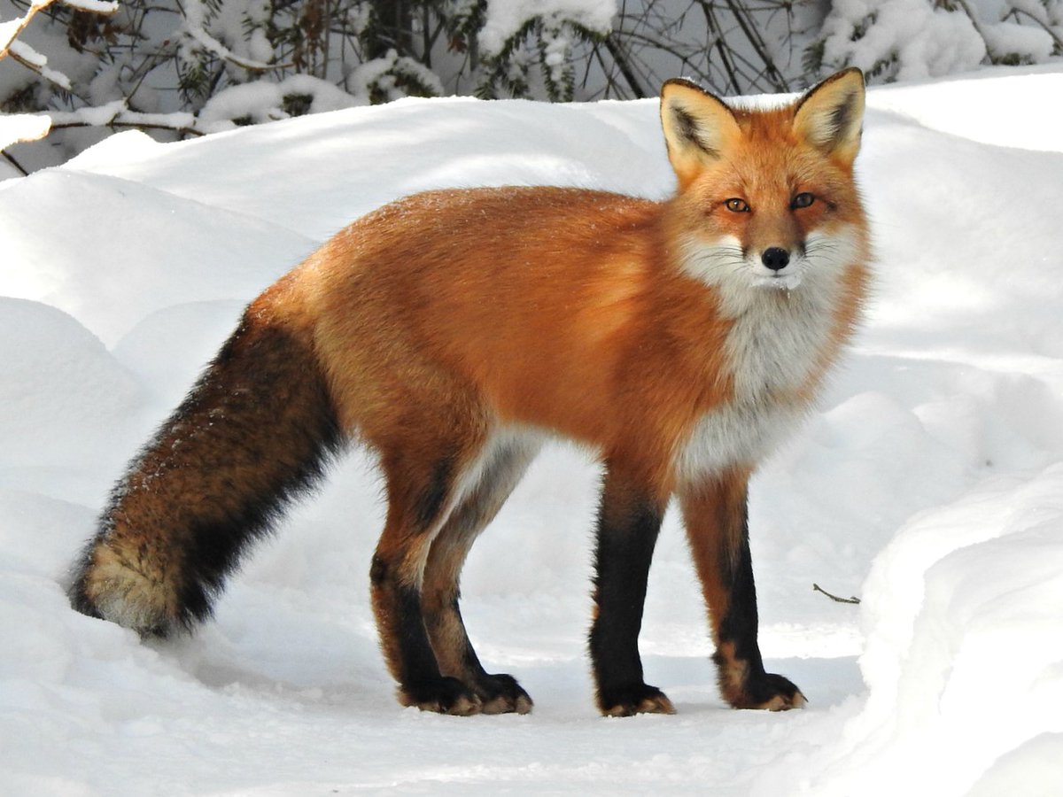 Peacecomber's tweet image. Todays Earth animal is the fox! Pretty compariable to our Turbofoxes, heh, I think my mech Minimus is one of those if you're unaware to what that is, man! They are mammals in the same fam as dogs and they're super agile, man!