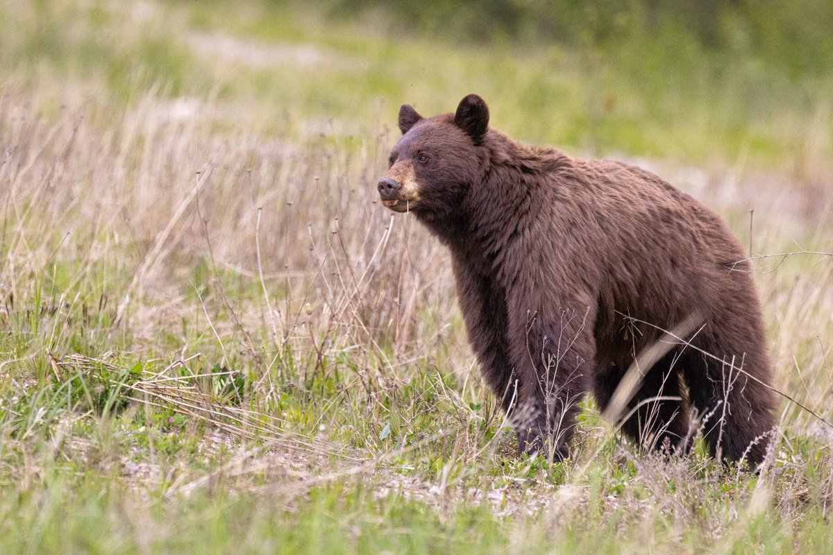 TCNaturePhotos's tweet photo. A beautiful spring black bear sow in Jasper National Park. https://t.co/pYia0AaW7b