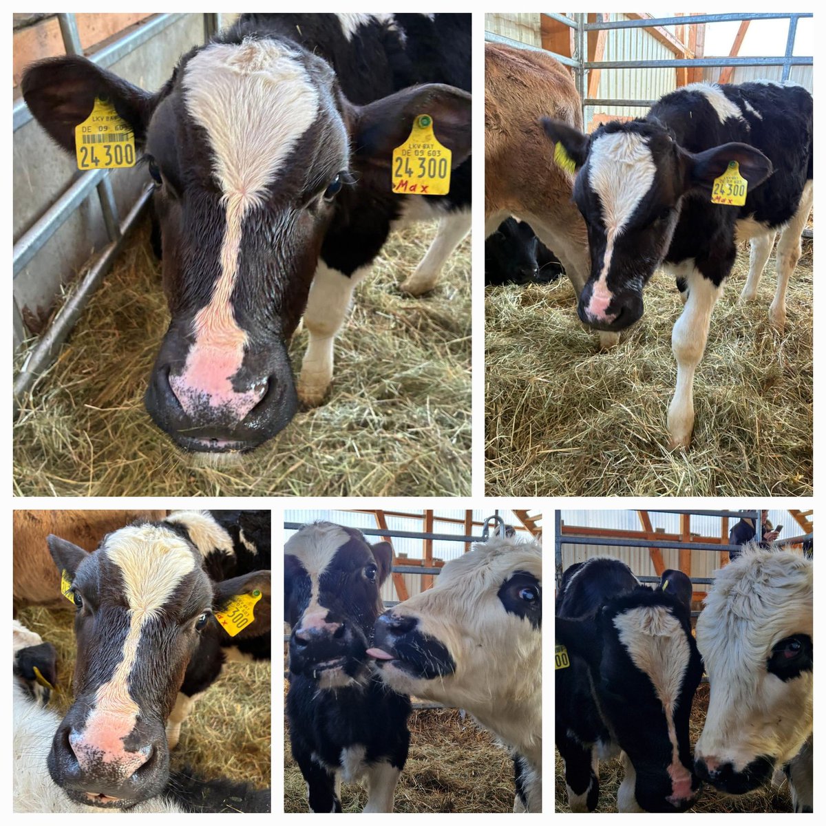 RuesselheimEV's tweet image. MAX ist mit Zwilling MORITZ zusammen eins der letzten 2 Kinder unserer ehemaligen Milchkuh HETTY. 
HETTY soll ihre letzten Kälbchen behalten und mit ihnen zusammen bei uns alt werden können.
MAX fehlt mit 140€ leider fast noch die gesamte Patenschaft. 
betterplace.org/de/projects/16…