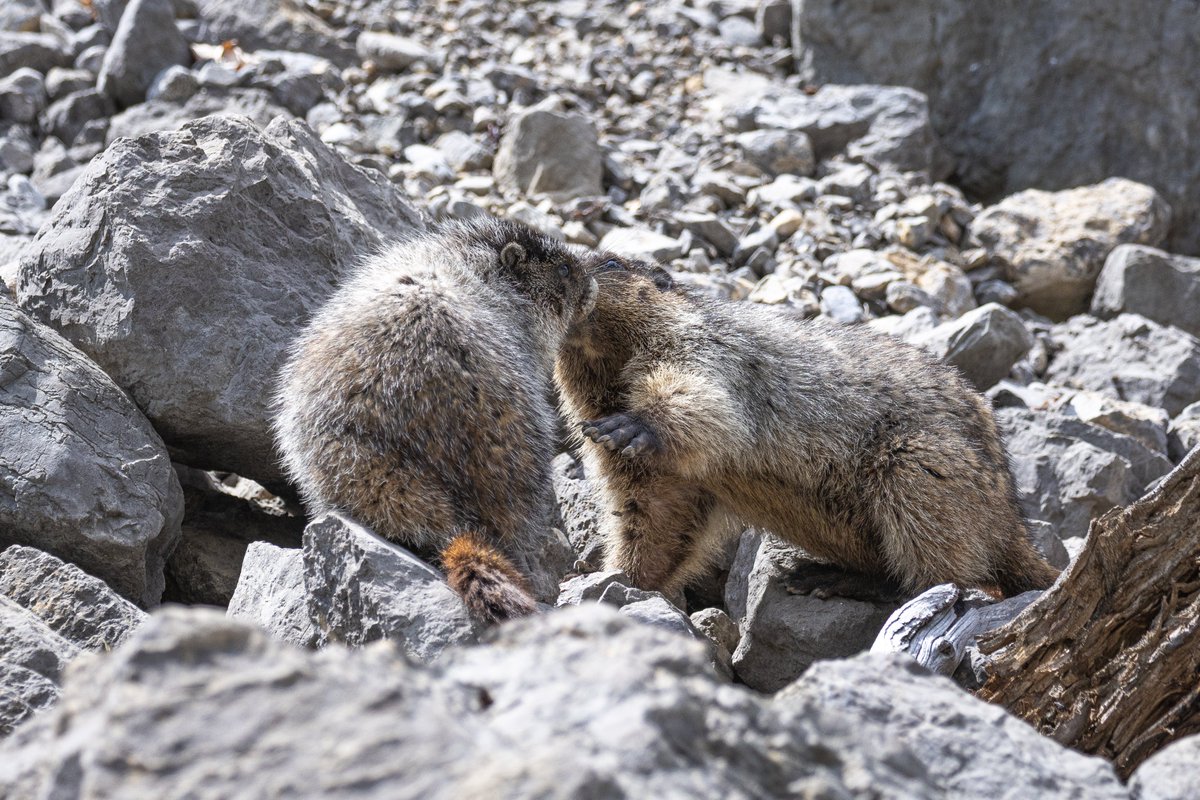 TCNaturePhotos's tweet photo. A marmot rumble!! https://t.co/nliinqeiWM