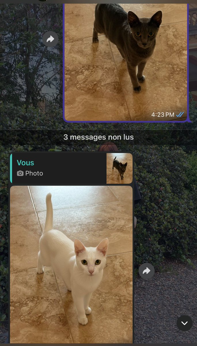 whenthessunhits's tweet image. mi amiga acaba de whitewashear a mi gata?