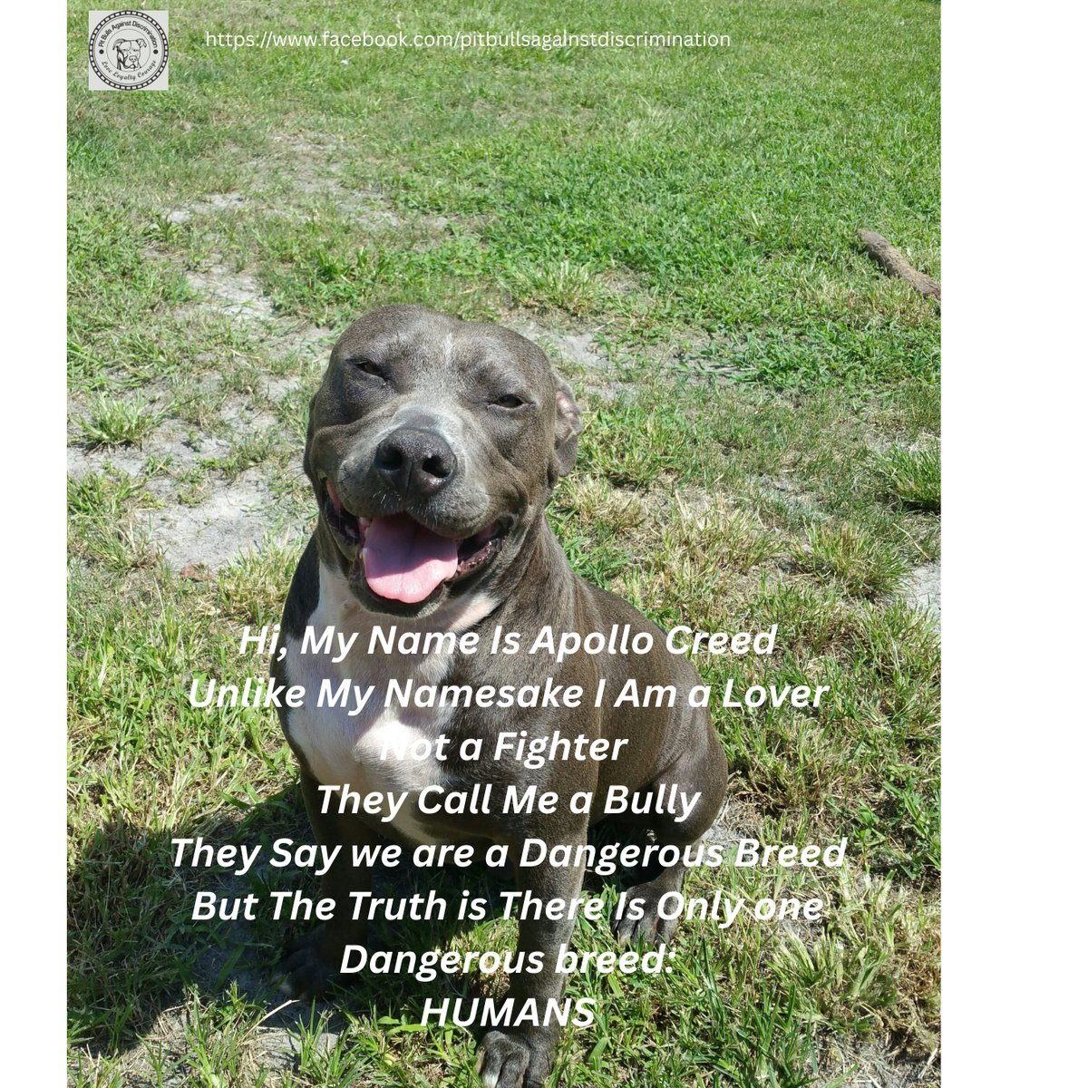 Pit Bulls Against Discrimination tweet media