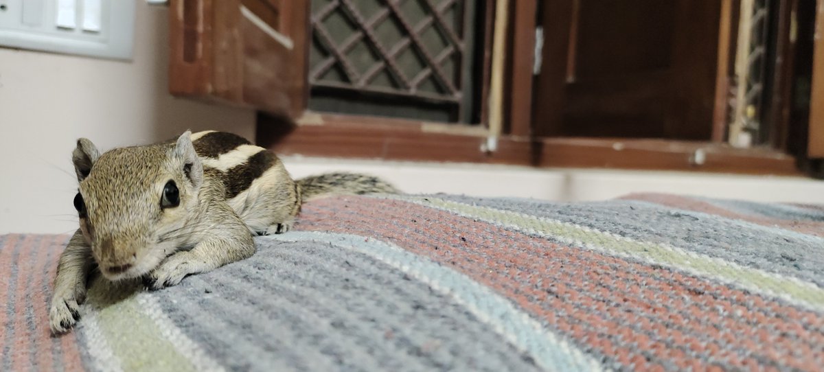pvs000's tweet photo. Hey #SquirrelWorld I'm here 🐿️🐿️ https://t.co/1Iw69eqzF6