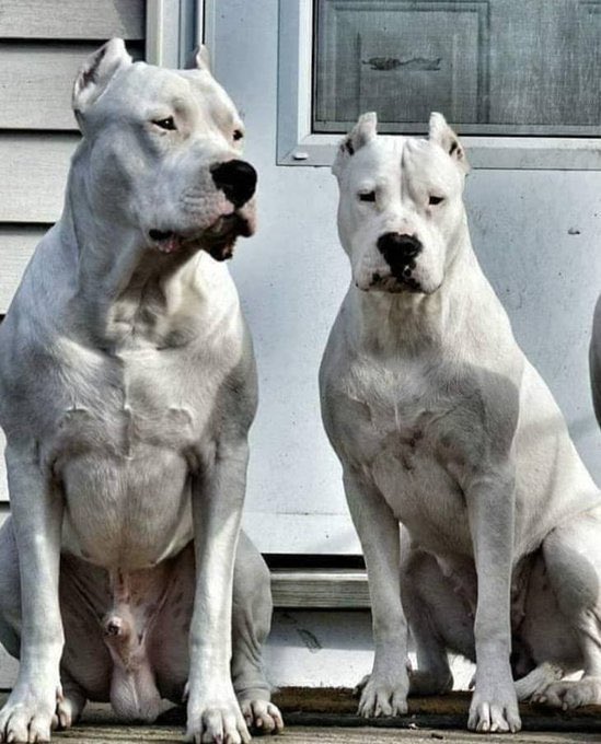 EsTendenciaEnX's tweet image. “Dogo”:
Porque un yankee dijo: “Estuve en Argentina 40 días y no vi ningún Dogo Argentino y vi cientos de Bulldogs Franceses.”