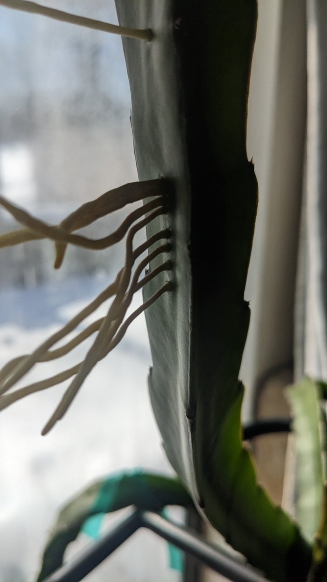 phantomhunt3r's tweet photo. My dragon fruit (Vietnamese white) is a year old today. I love this guy grow. https://t.co/NzrwZqfUID