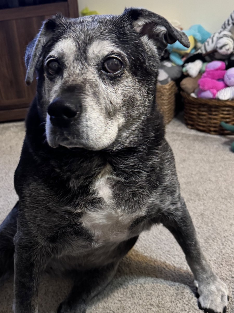cpgzisme's tweet photo. @Beyond_theleash Yes. Yes we are. #SENIORDOG #12yo #RescueDog https://t.co/xedyNdxX6F